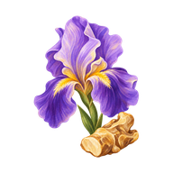 Illustrated iris flower